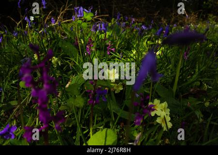 Primrose gialle, campane blu e fiori di orchidea viola su una banca Devon con sfondo verde naturale Foto Stock