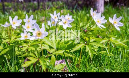 Anemonoides nemorosa, anemone in legno, è una pianta fiorita primaverile della famiglia delle farfalle Ranunculaceae Foto Stock