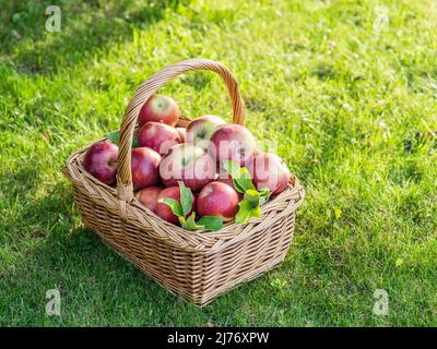 Mele mature nel cestino di vimini sull'erba verde. Foto Stock