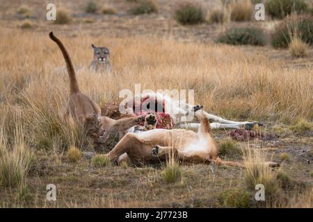 Pumas che combatte su una carcassa di Guanaco, Cile Foto Stock