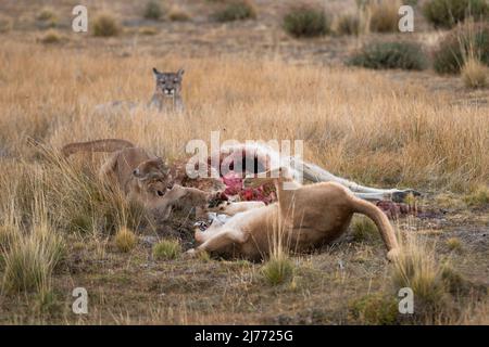 Pumas che combatte su una carcassa di Guanaco, Cile Foto Stock