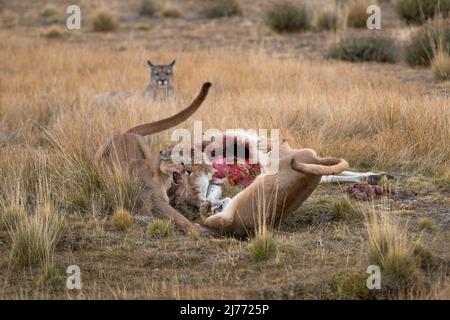 Pumas che combatte su una carcassa di Guanaco, Cile Foto Stock