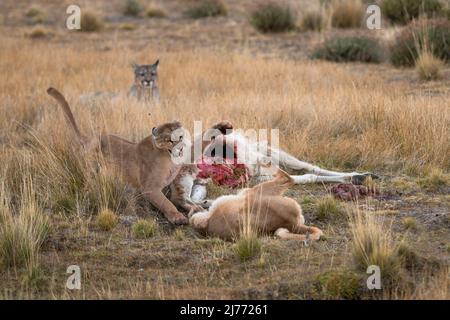 Pumas che combatte su una carcassa di Guanaco, Cile Foto Stock