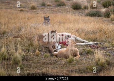 Pumas che combatte su una carcassa di Guanaco, Cile Foto Stock