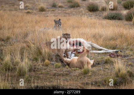 Pumas che combatte su una carcassa di Guanaco, Cile Foto Stock