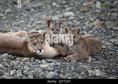 Una famiglia di Puma vicino Torres del Paine, Cile Foto Stock
