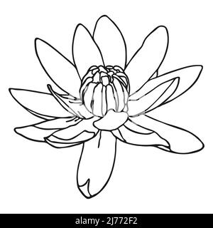 Fiore di loto schizzo. Schizzo di Doodle Lotus. Semplice disegno a mano di un fiore. Contorno nero. Illustrazione vettoriale. Illustrazione Vettoriale