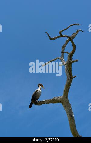 Grande cormorano, Phalacrocorax carbo, arroccato su un ramo di un albero secco, in Messico. Foto Stock