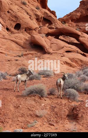 Pecora di Bighorn nella Valle del fuoco, Nevada Foto Stock