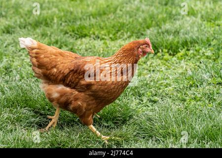 Primo piano di pollo nella fattoria di pollame a campo libero nella contea di Lancaster, Pennsylvania Foto Stock