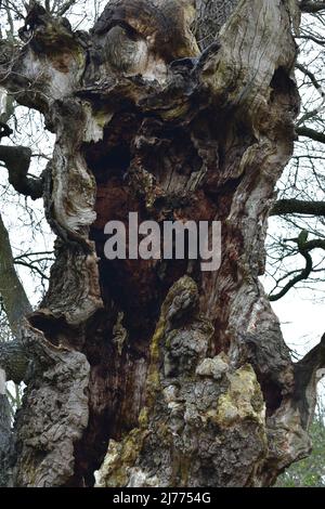 Resti degli alberi di Gog e Magog a Glastonbury Foto Stock