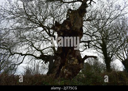 Resti degli alberi di Gog e Magog a Glastonbury Foto Stock