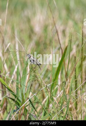 Bobolink nelle alte erbe di palude in Gainesville mentre passano attraverso la Florida sulla loro migrazione annuale. Foto Stock