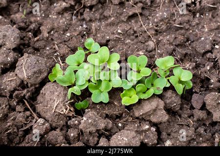 giovani piantine di ravanello su un letto di terra. Coltivando verdure nel giardino. Foto Stock