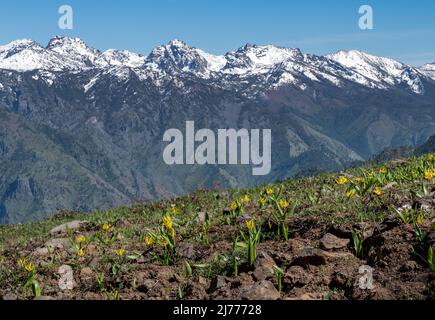 I sette Devils Mountains con un campo di gigli Glacier in primo piano, l'Hells Canyon National Recreation Area sul confine con l'Oregon Idaho Foto Stock