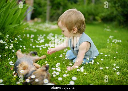 Carino ragazzo toddler stroking il suo divertente cane terrier yorkshire. Bambini e animali domestici. Foto Stock