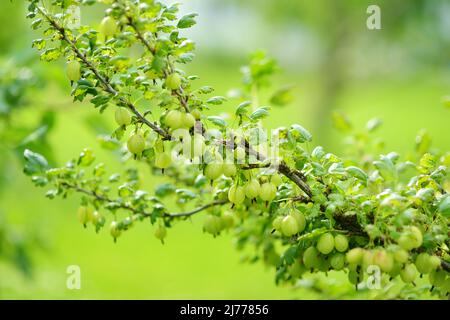 Frutti di bosco freschi verdi su un ramo di boscaglia d'oca in giardino. Raccolta di frutta e bacche nel giardino di casa. Divertimento per tutta la famiglia all'aperto. Foto Stock