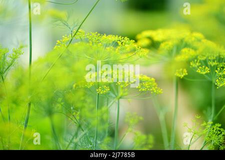 Primo piano di un ombrello aneto. Pianta di giardino. Aneto profumato che cresce nel giardino di casa. Foto Stock