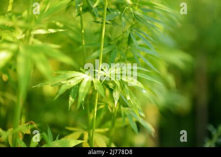 Piante di cannabis medica che crescono nella fattoria di cannabis all'aperto nella giornata estiva soleggiata. Foglia giovane di marijuana dettaglio pianta al tramonto. Foto Stock