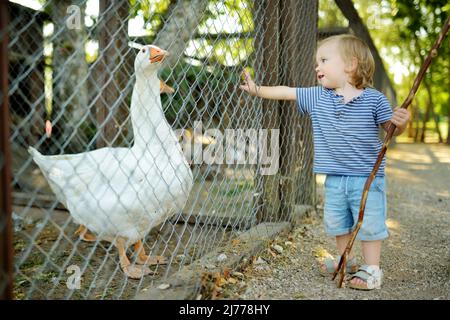 Carino ragazzino che guarda gli uccelli del cortile allo zoo di animali domestici. Bambini che giocano con un animale da fattoria nella giornata estiva soleggiata. Bambini che interagiscono con gli animali. Foto Stock