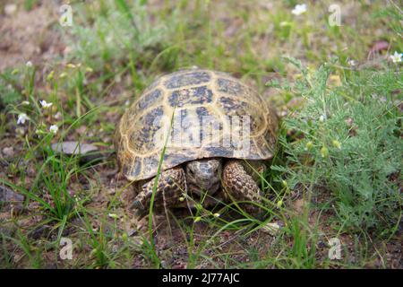 Una piccola tartaruga striscia sul terreno tra l'erba e i fiori selvatici, la tartaruga guarda avanti Foto Stock