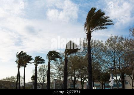 vento forte che muove le foglie delle palme Foto Stock