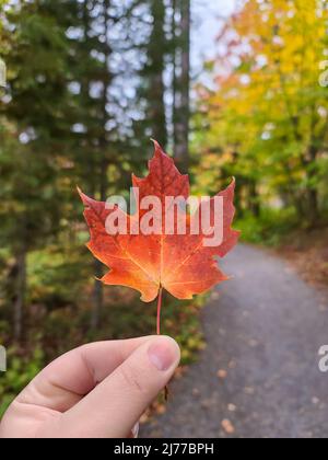 Singola foglia di acero tenuta da femmina caucasica su sentiero escursionistico Foto Stock
