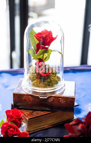 Una sola rosa rossa in una capsula Foto Stock