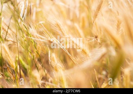 campo d'oro di erbe selvatiche, che assomiglia a Wheat.Tenerife.Spain Foto Stock