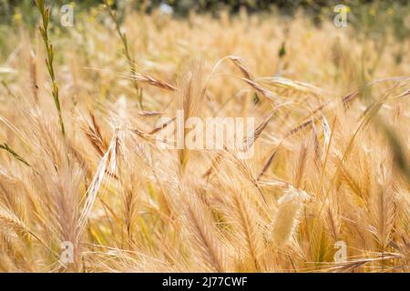 campo d'oro di erbe selvatiche, che assomiglia a Wheat.Tenerife.Spain Foto Stock