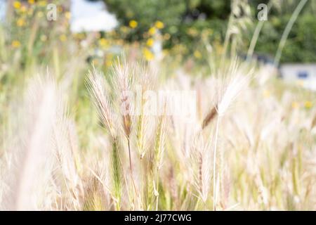 campo d'oro di erbe selvatiche, che assomiglia a Wheat.Tenerife.Spain Foto Stock