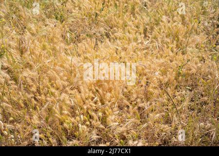 campo d'oro di erbe selvatiche, che assomiglia a Wheat.Tenerife.Spain Foto Stock