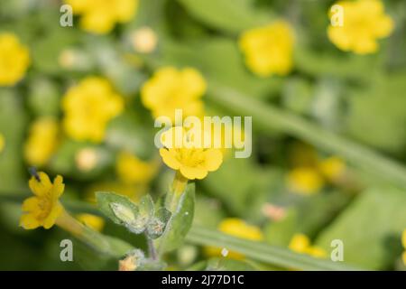 Infiorescenza di ciume rosso fiorente di Aquilegia Formosa, Ranunculaceae, erba decidua perenne autoctona nelle montagne della Sierra Nevada, estate. Foto Stock