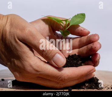 Piantando un piccolo albero di mele con le mie mani Foto Stock