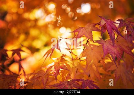 Primo piano colorato di foglie d'acero giapponesi in brillanti colori autunnali di arancio, giallo e rosso con sfondo bokeh. Foto Stock