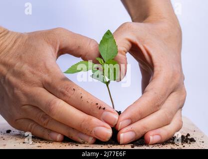 Piantando un piccolo albero di mele con le mie mani Foto Stock