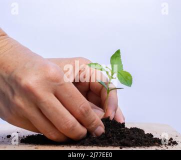 Piantando un piccolo albero di mele con le mie mani Foto Stock