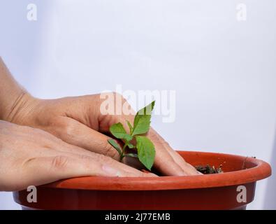 Piantando un piccolo albero di mele con le mie mani Foto Stock