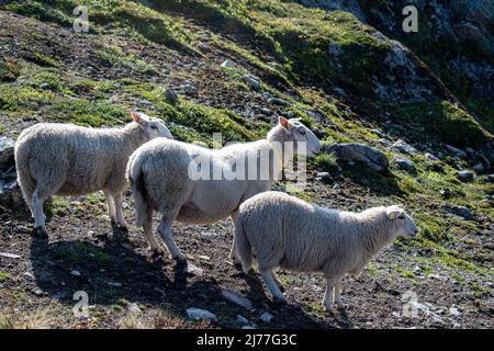 Famiglia di pecore in cima al monte Hoven, Loen, Norvegia Foto Stock