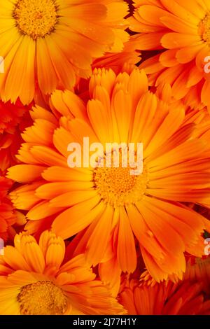 Closeup immagine in alto di arancio brillante fresco raccolto Calendula officinalis fiori, pronto per l'asciugatura. Foto Stock