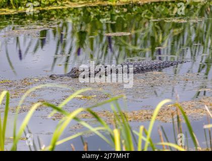 Alligatore che nuota attraverso la palude al parco delle paludi Sweetwater Foto Stock