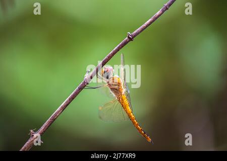 La libellula è in piedi su un bel ramo di albero Foto Stock