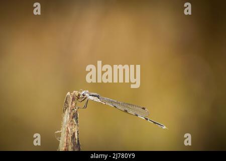 Splendida damselfy che riposa sul ramo. winterdamsel siberiano (sympecma pedisca) Foto Stock