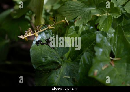 I semi del raro cavale Corydalis si trovano in una foglia verde dell'Arum in una foresta. Fuoco sui semi, i puntini neri piccoli nella foglia di Arum Foto Stock