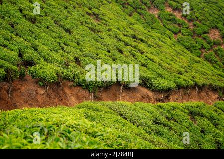 Grande e verde piantagione di tè in India. Foto Stock