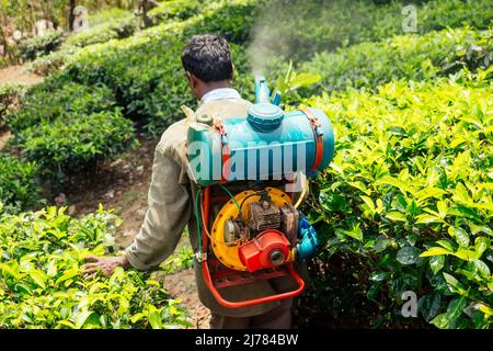 Coltivatore spruzzare cespuglio con pesticida manuale spruzzatore contro insetti su alberi di tè in India Kerala Munnar piantagioni Foto Stock