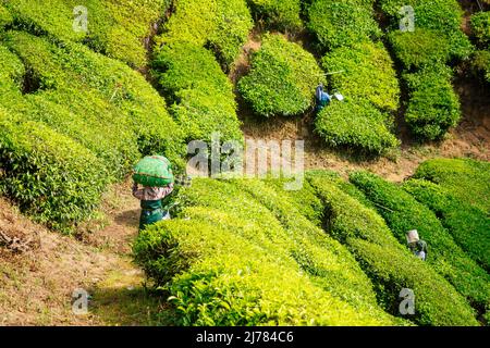 Indigenious india picker donna che lavora in piantagioni chai in Kerala Munnar Foto Stock