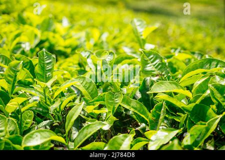 piantagioni di tè indiani e foglie in India Kerala Munnar Foto Stock