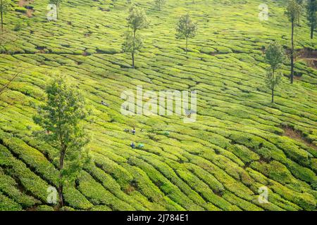 Indigenious india picker donna che lavora in piantagioni chai in Kerala Munnar Foto Stock