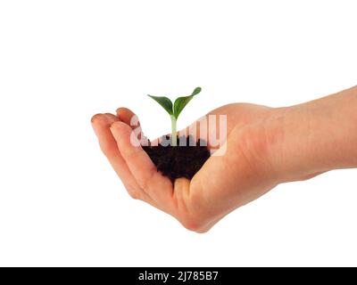 Mano hält Pflanze Foto Stock
